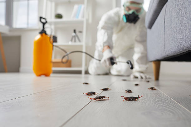 Affordable Termite Control solutions in Harrison, NJ